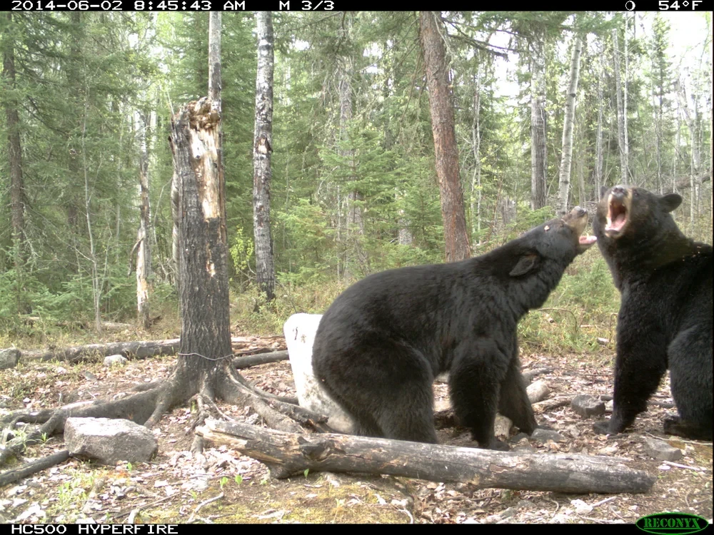Two black bears at bait site in Saskatchewan wilderness