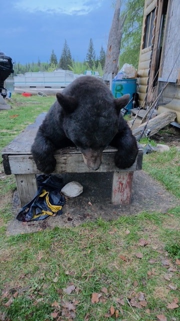 Black bear on wooden bench at Black Bear Island Lodge