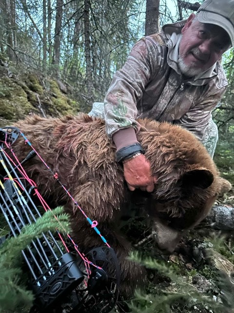 Bowhunter with cinnamon phase black bear in Saskatchewan forest