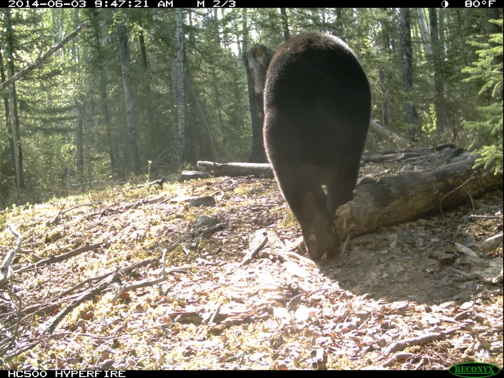 Black bear walking through boreal forest