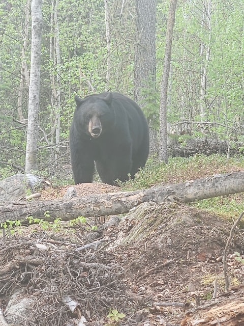Large black bear standing in Saskatchewan boreal forest