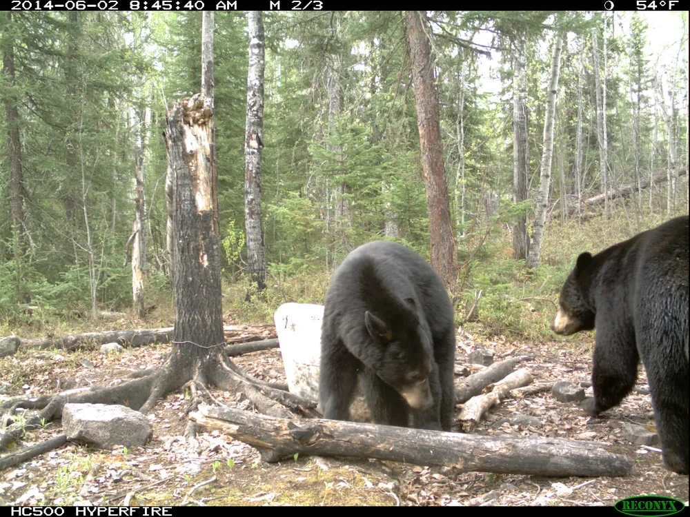 Two black bears at bait site trail camera