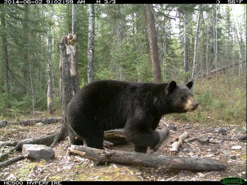Black bear trail camera photo Saskatchewan