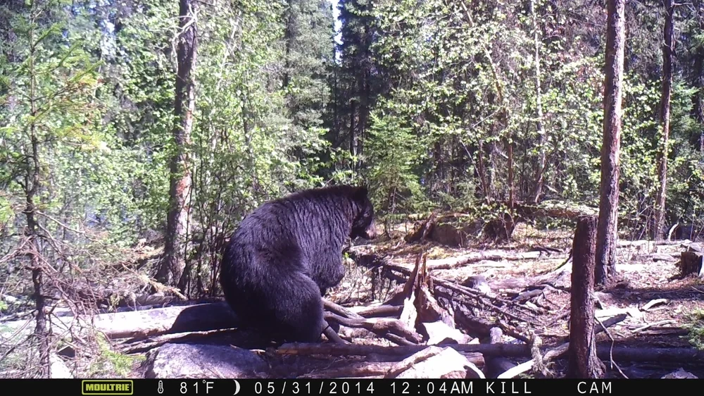 Two black bears sparring at bait site