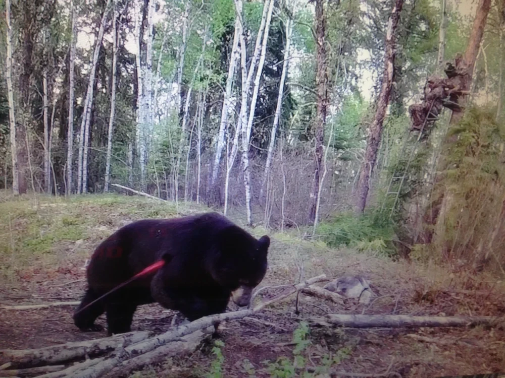 Large black bear close-up trail camera