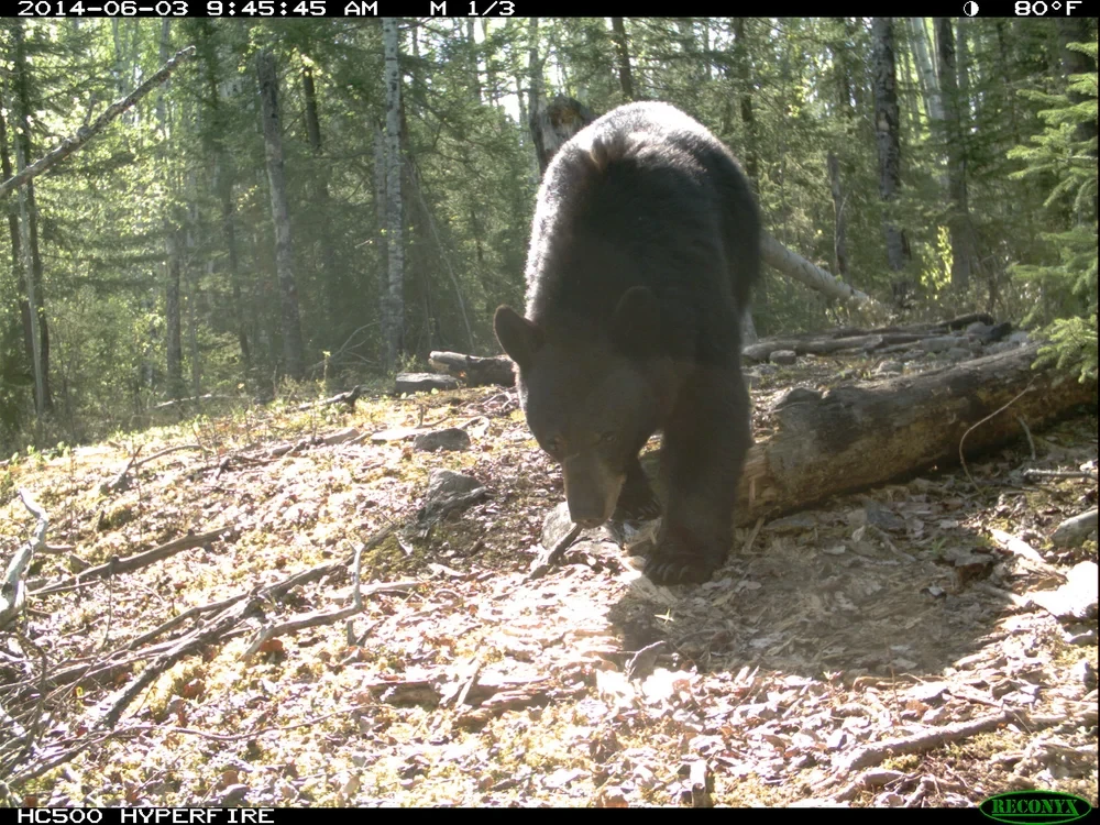Black bear on logs Moultrie trail camera