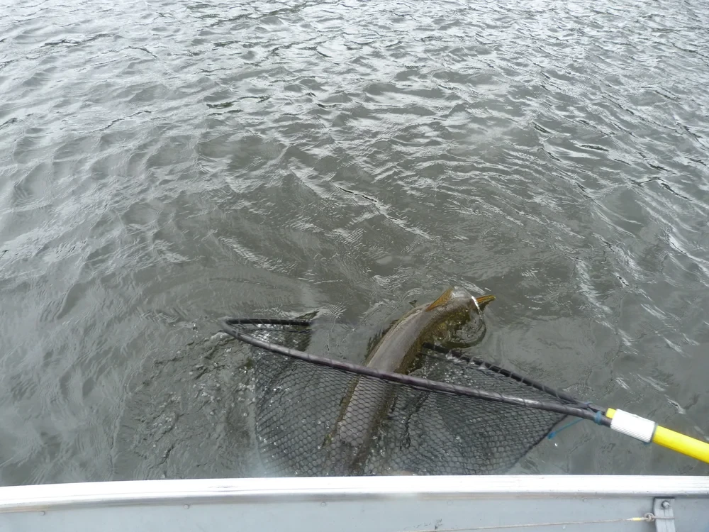 Large pike being netted at the boat side, Black Bear Island Lodge