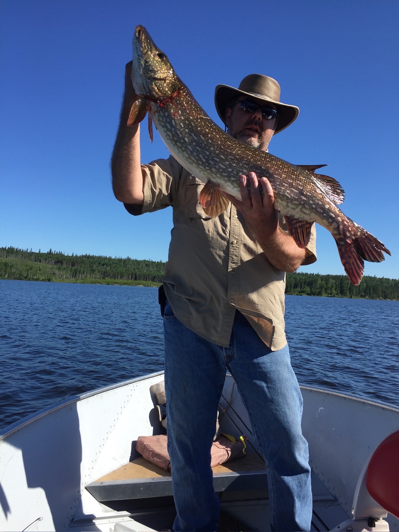 Man in tan shirt and wide-brim hat holding a massive Northern Pike with both hands in a boat on a blue-sky lake