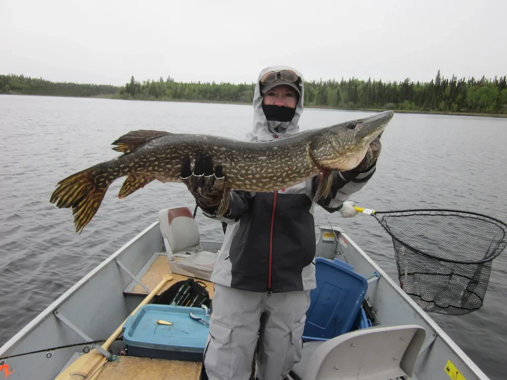 Woman in grey rain gear holding an enormous Northern Pike in a boat