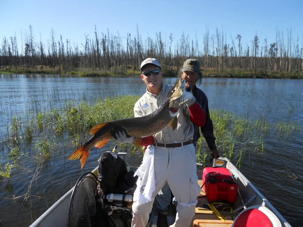 Man holding a large pike in a boat on a northern lake
