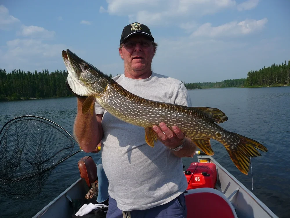 Man holding a large pike in a boat on a northern lake