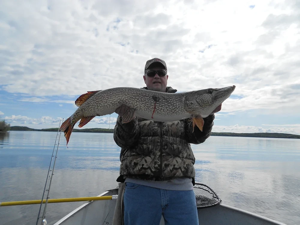 Man holding a large pike in a boat, boreal forest behind him