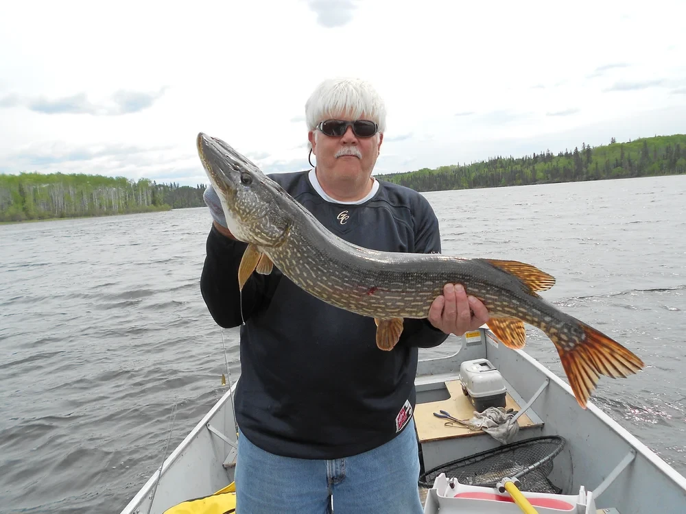 Man holding a large Northern Pike in a boat