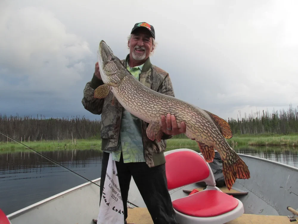 Trophy Northern Pike catch at Black Bear Island Lodge