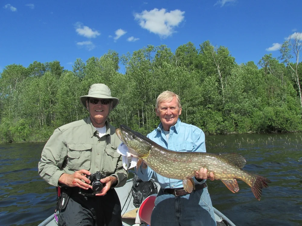 Angler holding a large pike in a boat on a northern lake