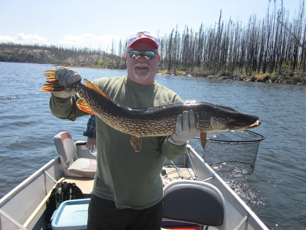 Man in red cap holding a trophy pike, sunny day with burnt forest backdrop