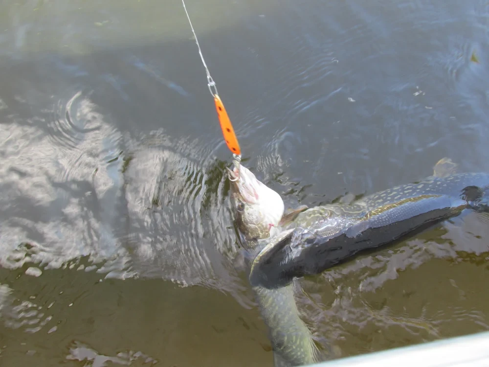 Fishing photo 79