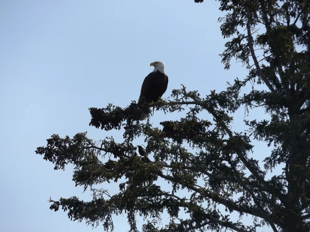 Bald eagle perched high in a spruce tree, Black Bear Island Lodge