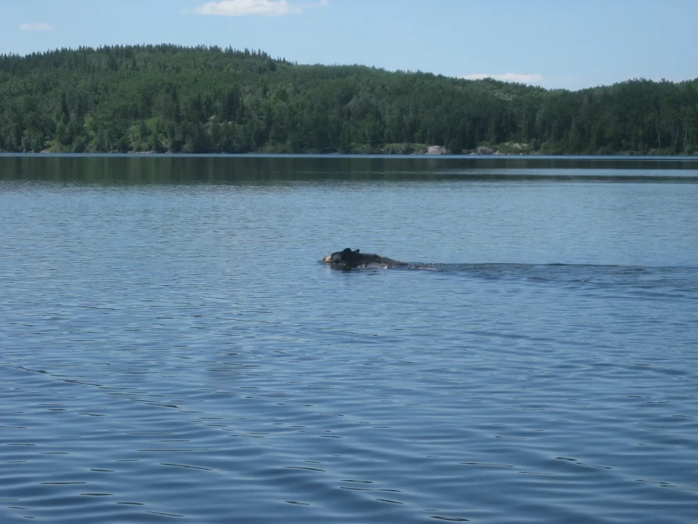 Moose swimming across the lake with forested shoreline behind