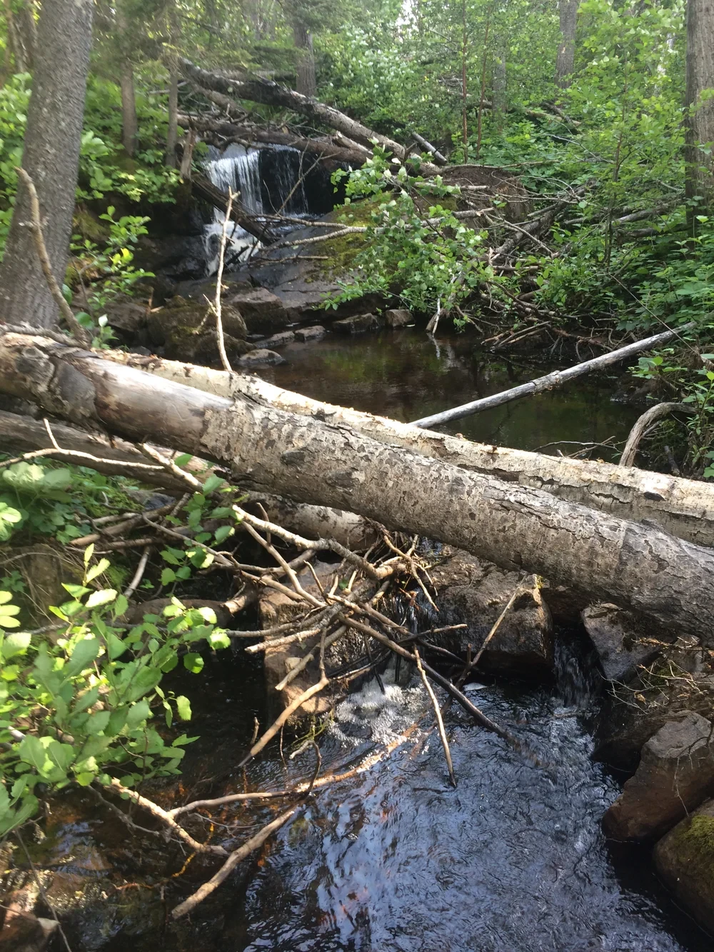 Wilderness waterfall and stream flowing through boreal forest