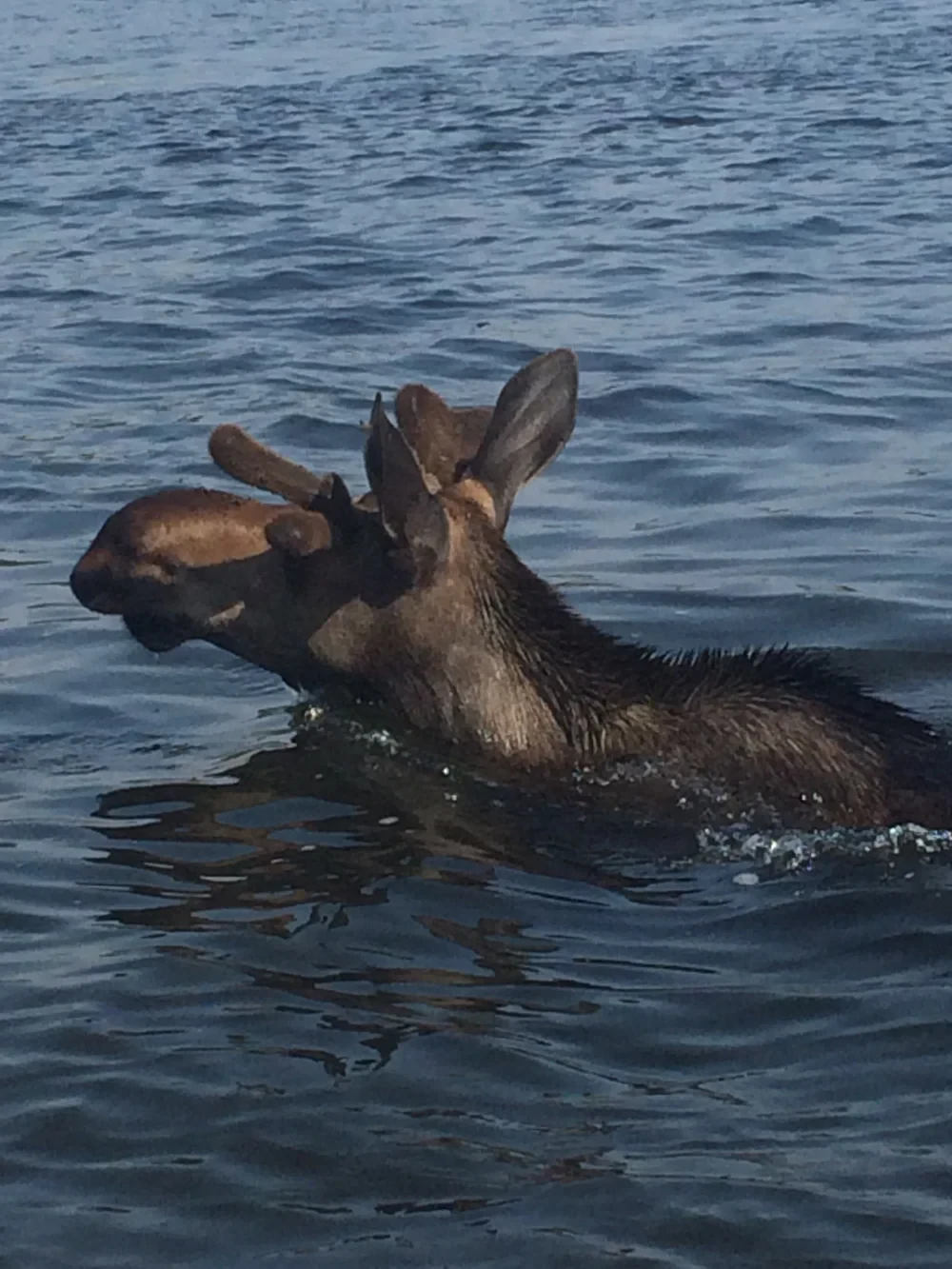 Bull moose swimming across the lake, antlers visible above water