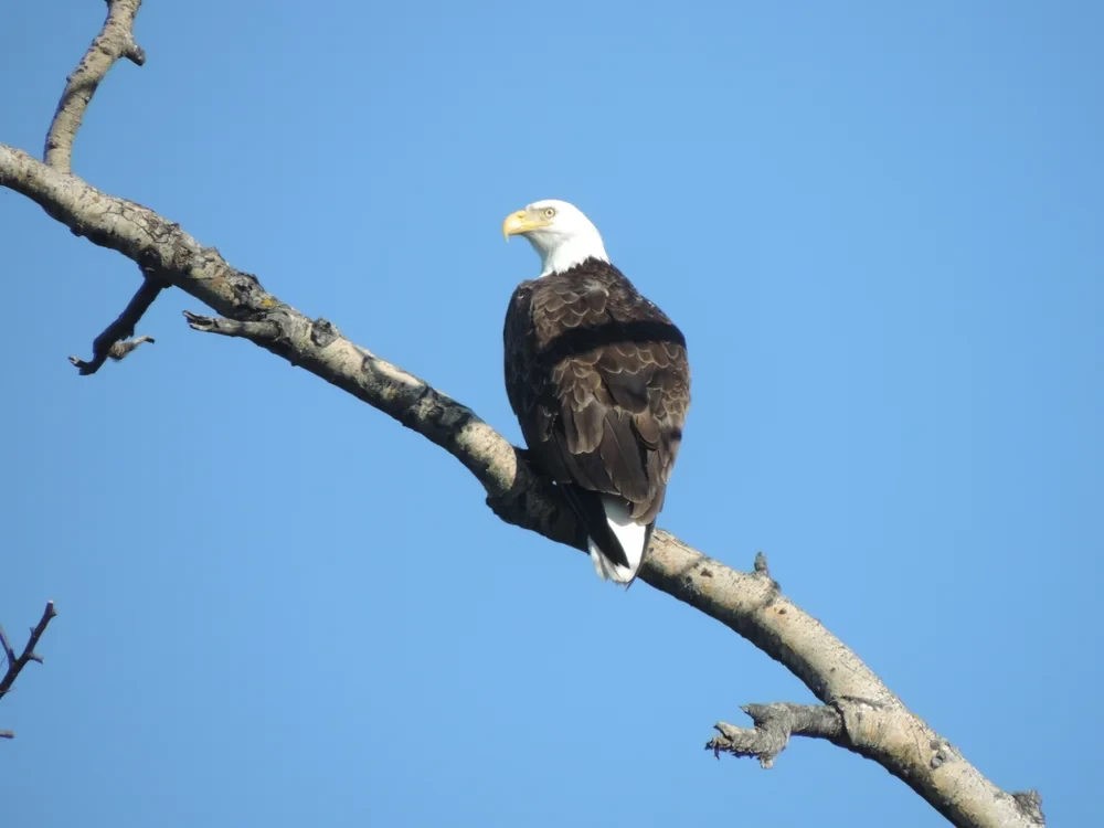 Bald eagle perched on a bare branch against a clear blue sky