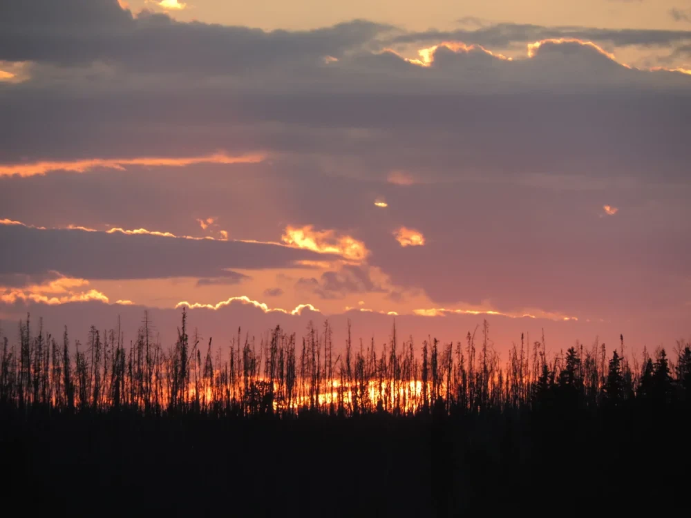 Dramatic sunset over boreal forest silhouette with glowing clouds