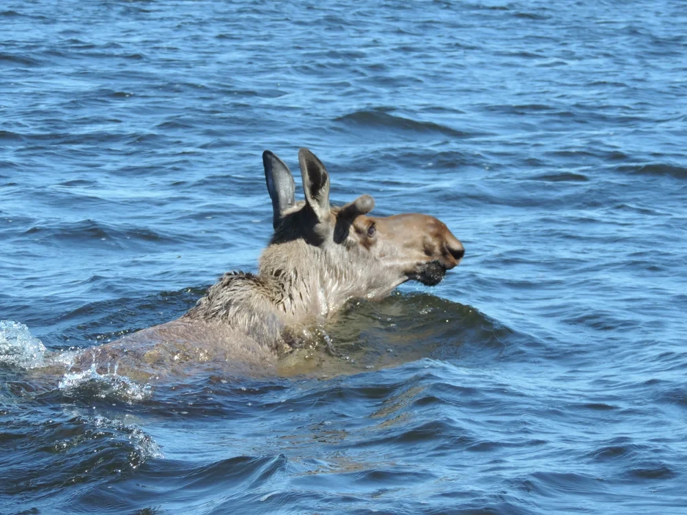 Young cow moose swimming across the lake