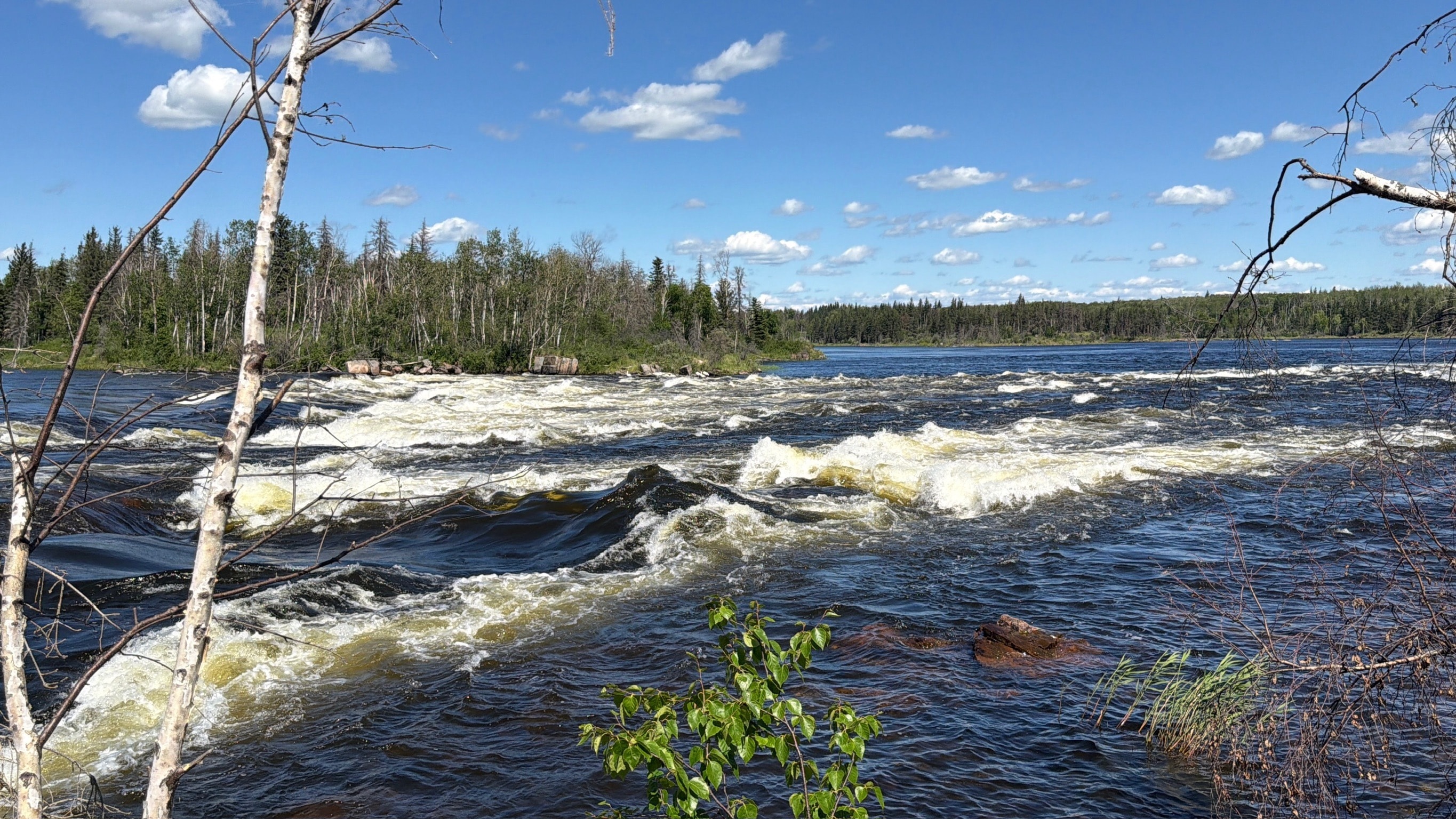 River rapids rushing through boreal forest with birch trees