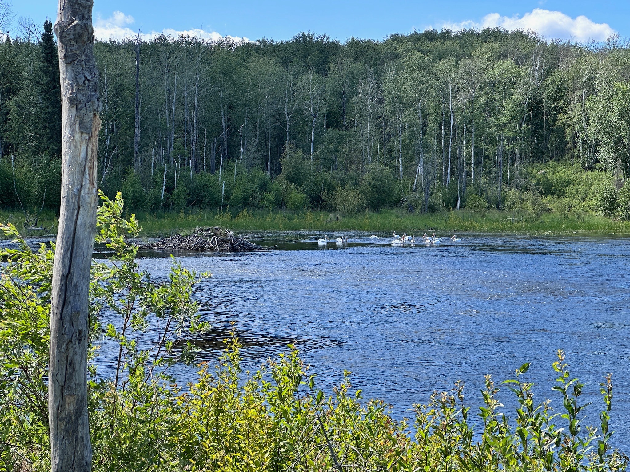Pelicans swimming near a beaver lodge on a wilderness pond