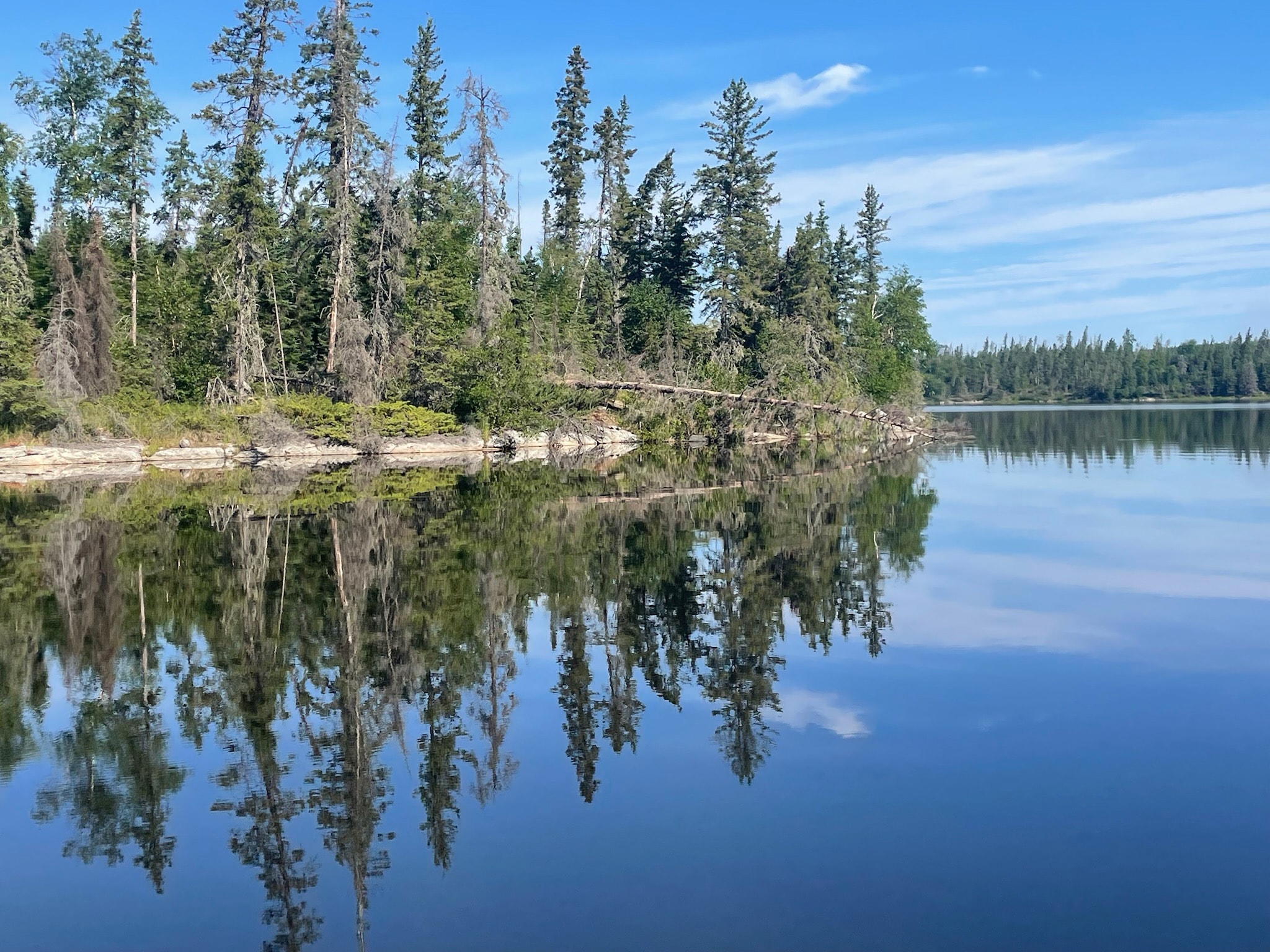 Boreal shoreline with fallen trees reflected in mirror-calm lake water