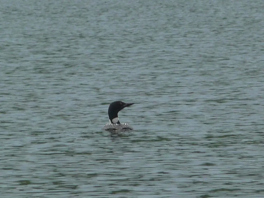 Loon swimming on a calm northern lake
