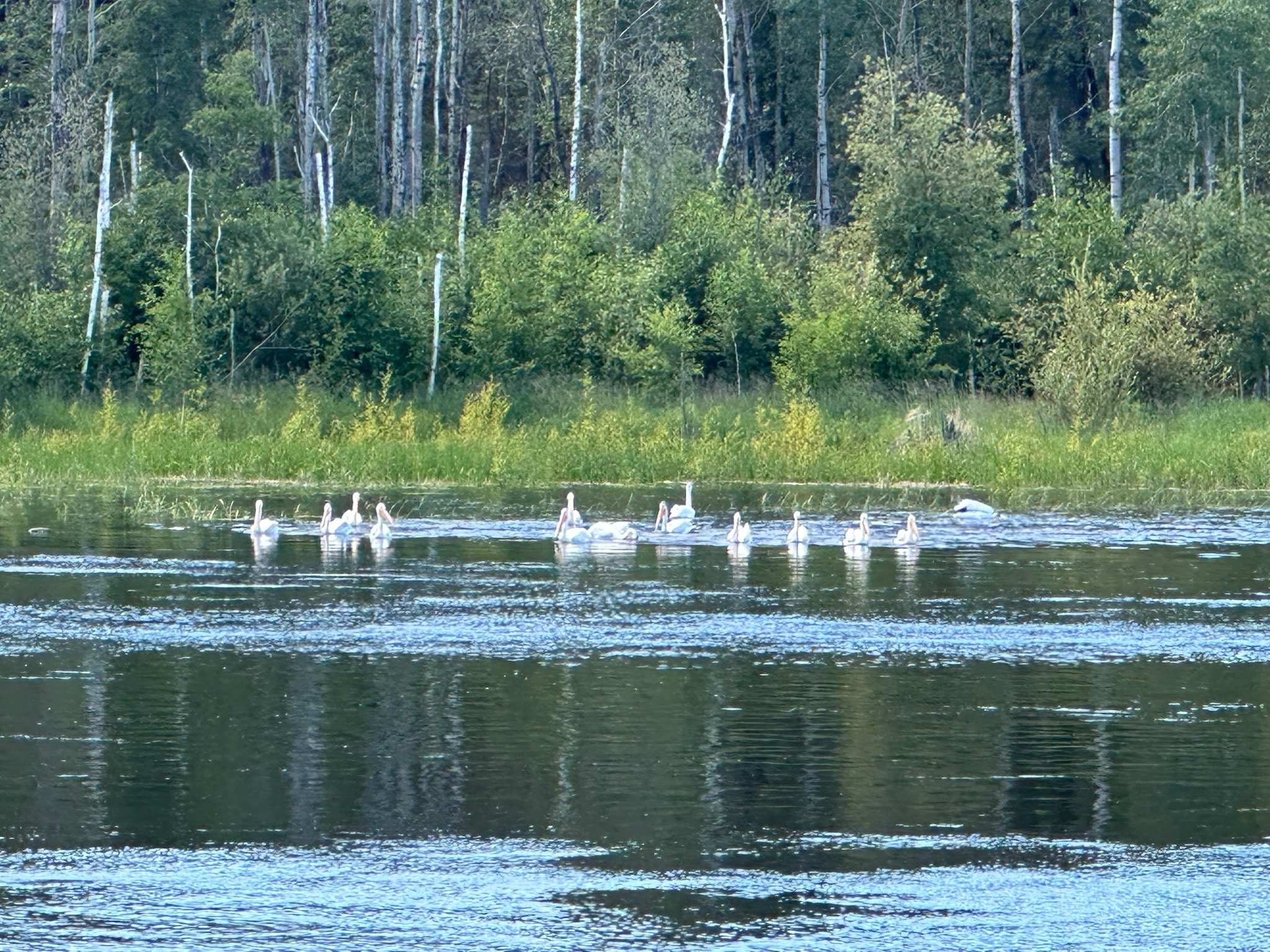 Flock of white pelicans swimming in a boreal river with lush green shoreline