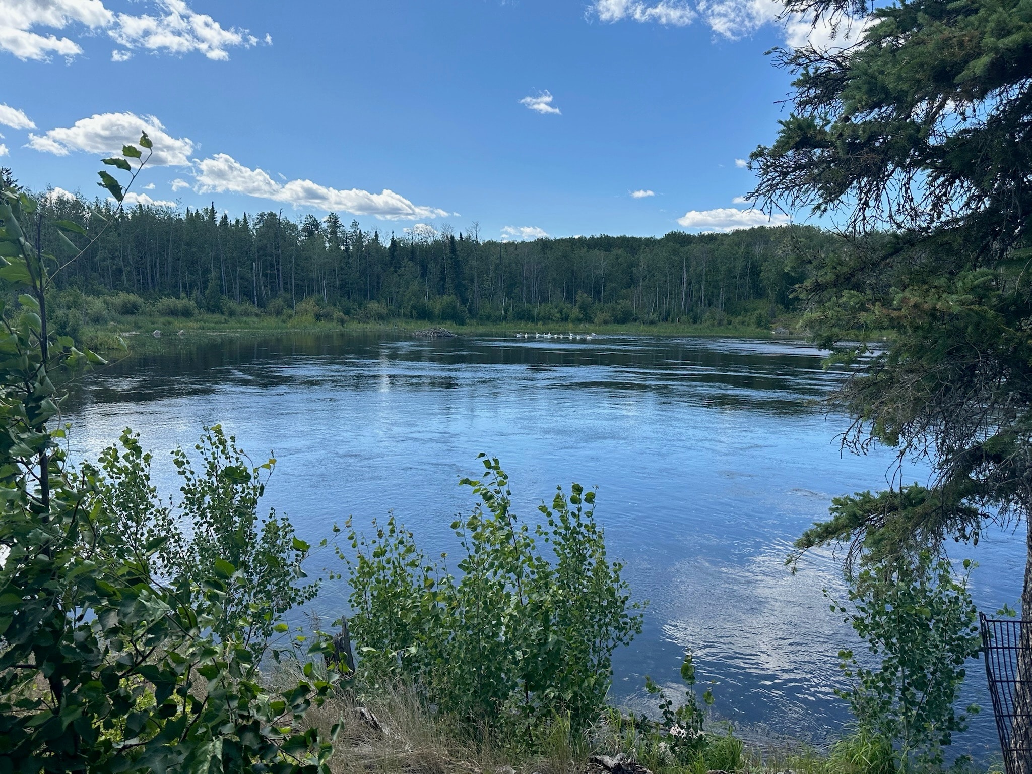 Boreal pond with pelicans and beaver lodge framed by spruce and birch trees